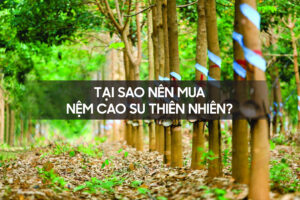 Tai sao nen mua nem cao su thien nhien